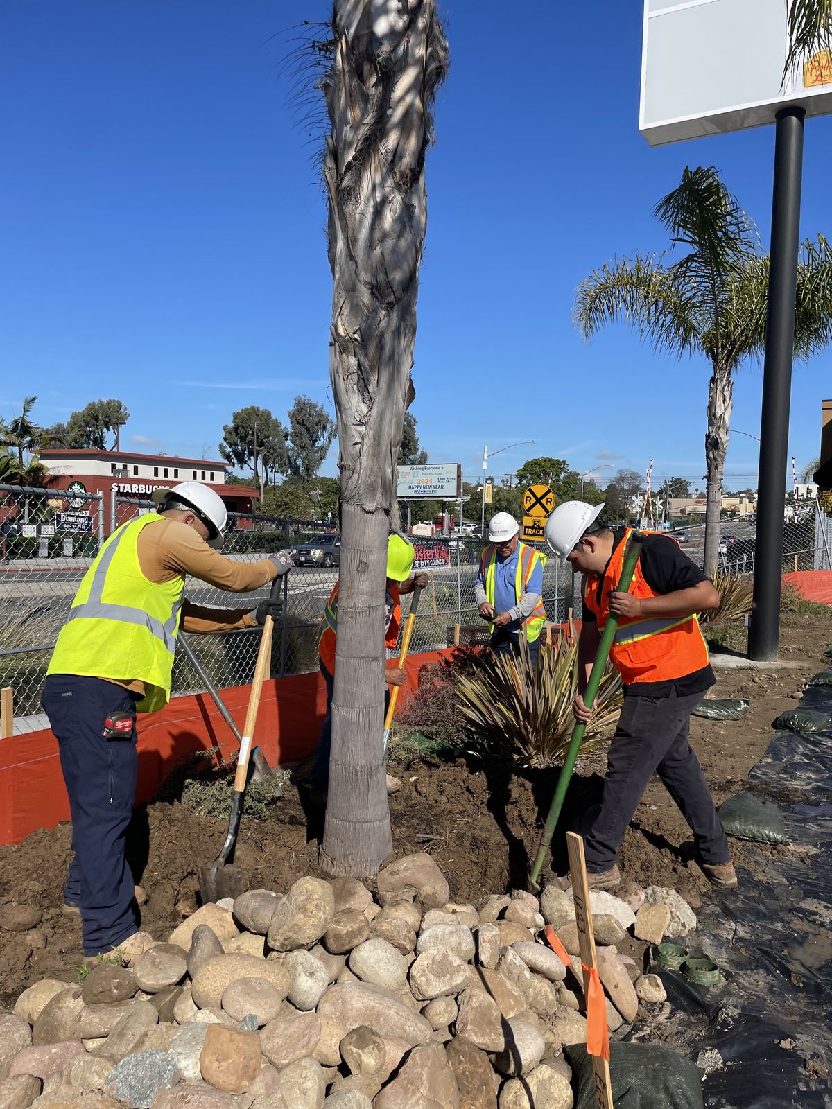 Tree Trimming by Pacific Coast Landscaping